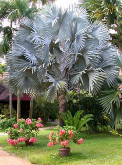 Silver Bismarck Palm - Bismarckia nobilis - Palms For Sale - Florida